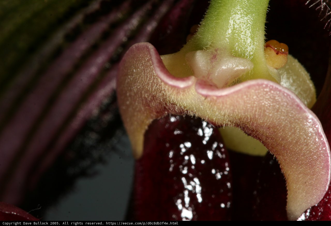 Delicate Orchid's Open Mouth