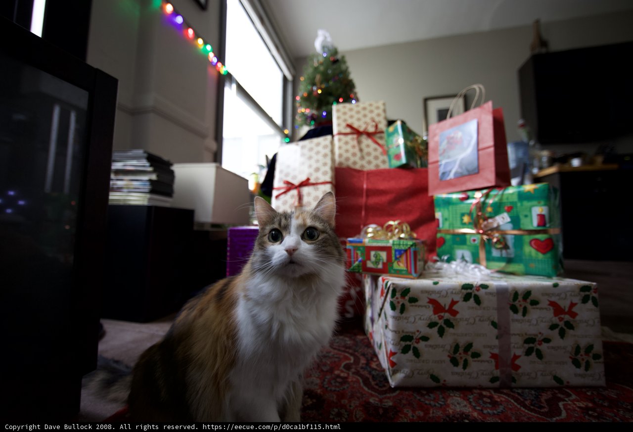 Feline Festivities