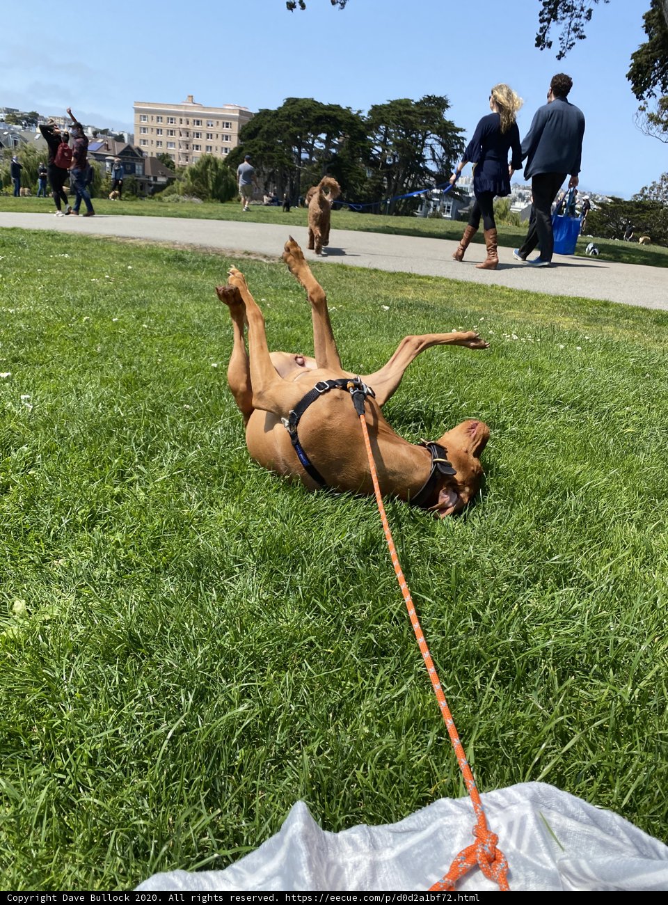 Joyful Pup in the Park