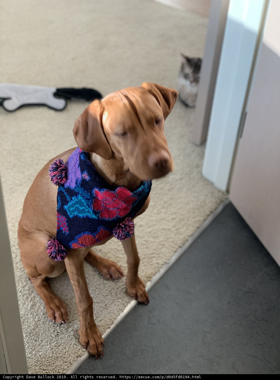 Colorful Scarf Hound