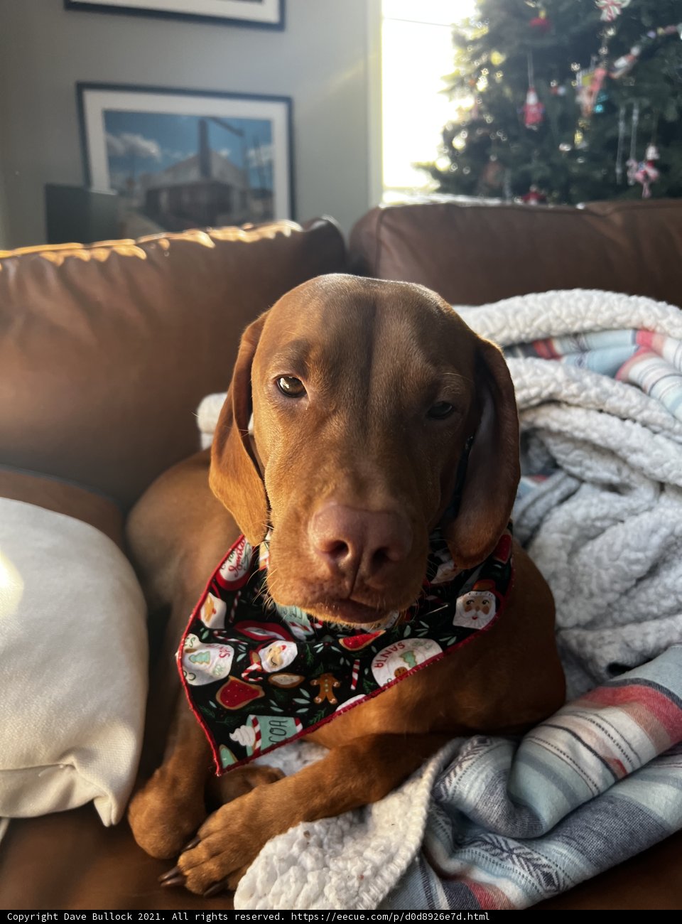 Cozy Canine Couch Companion
