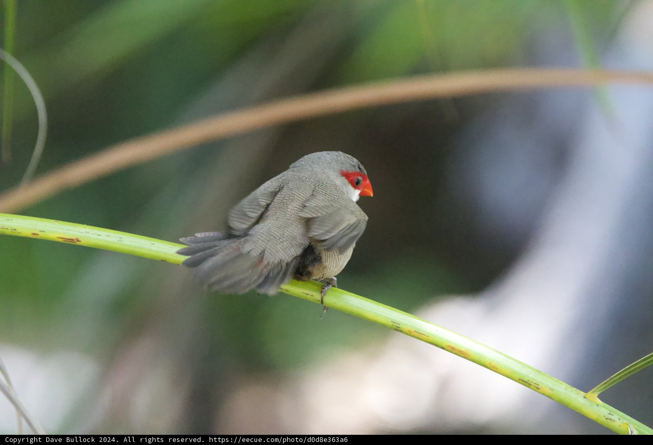 Glimpse of Grace: The Red-Faced Finch at Honolulu Zoo