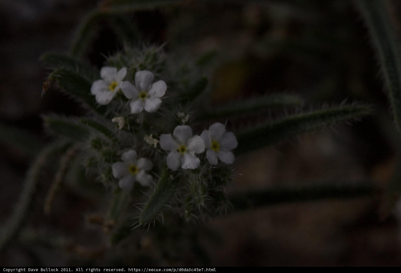 Blooming Geranium