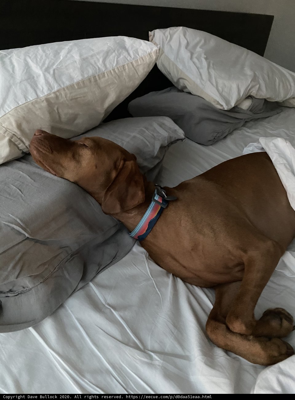 Cozy Canine Retreat