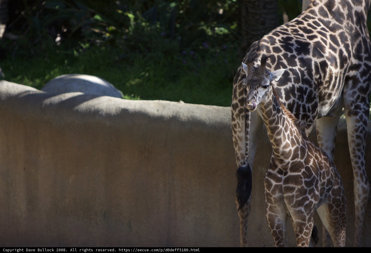 A Tender Moment between Mother and Baby Giraffe