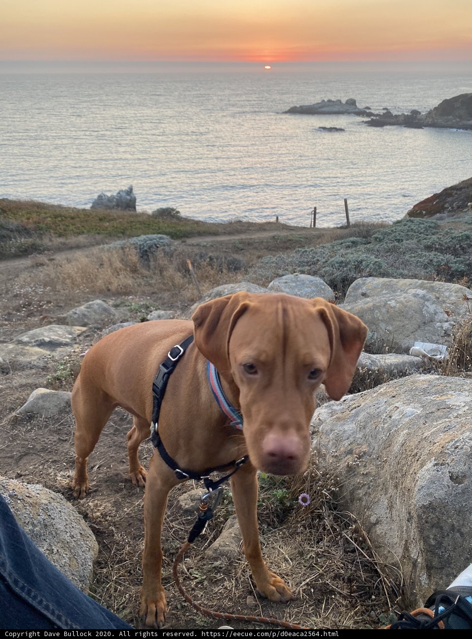 Vizsla Takes in the View at Jenner Cove