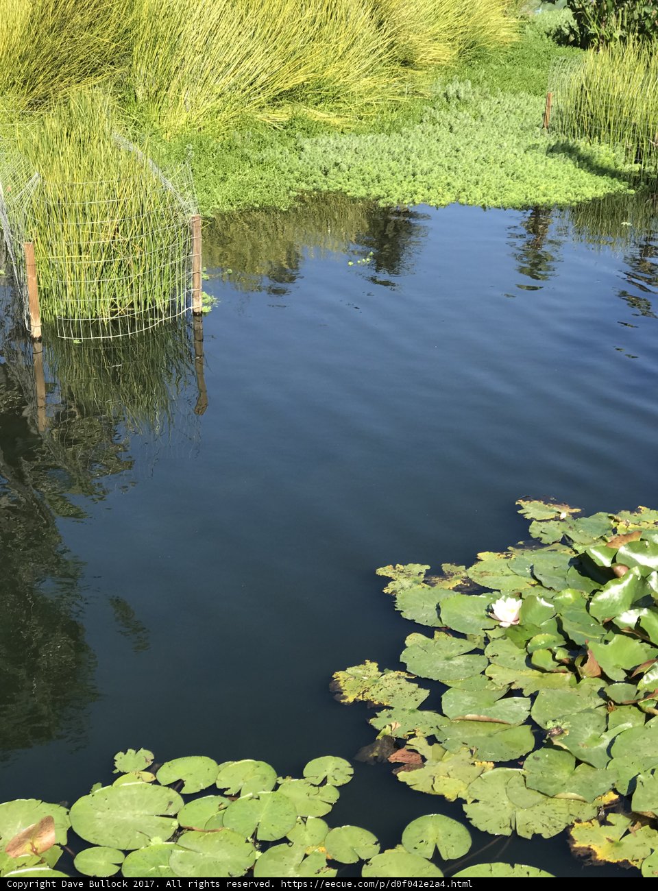 Lily Pond Oasis