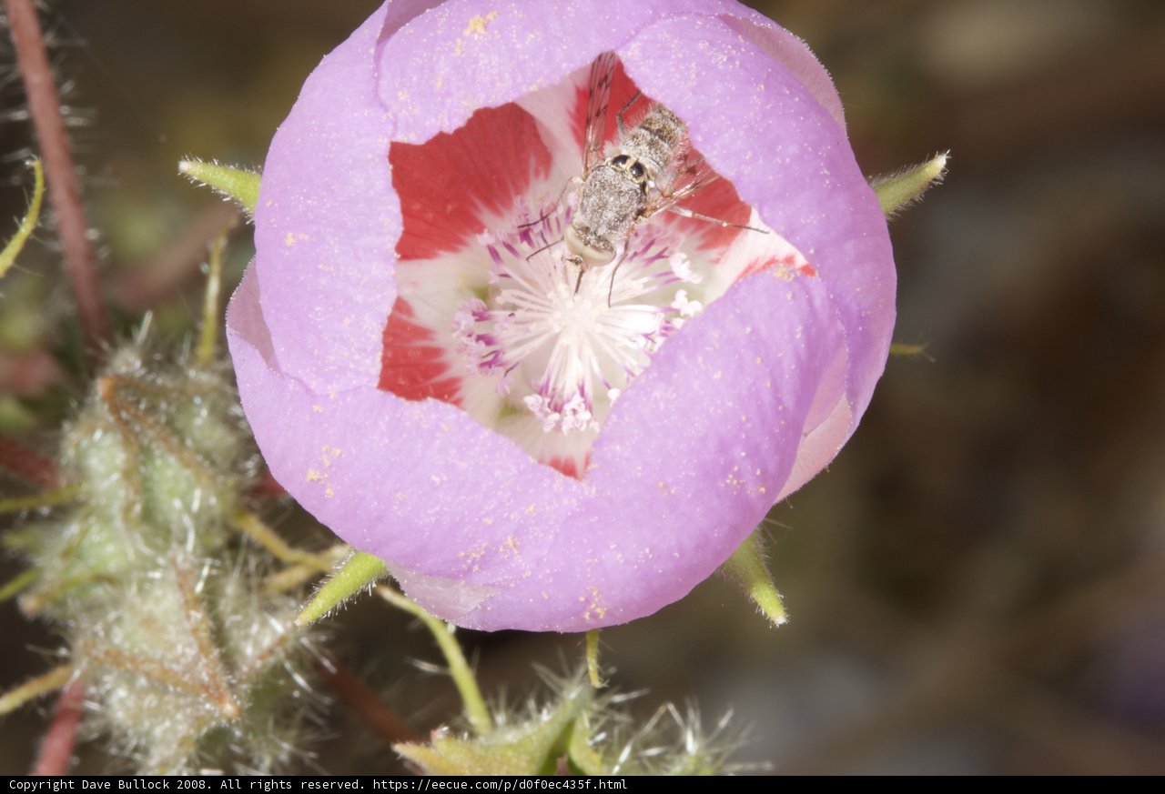 Geranium blossom with bee