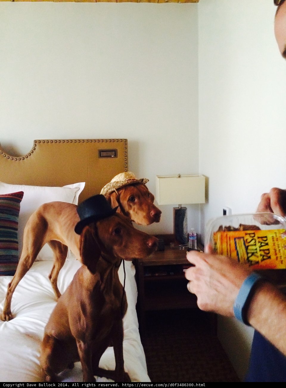 Man Feeding his Furry Friends on the Couch
