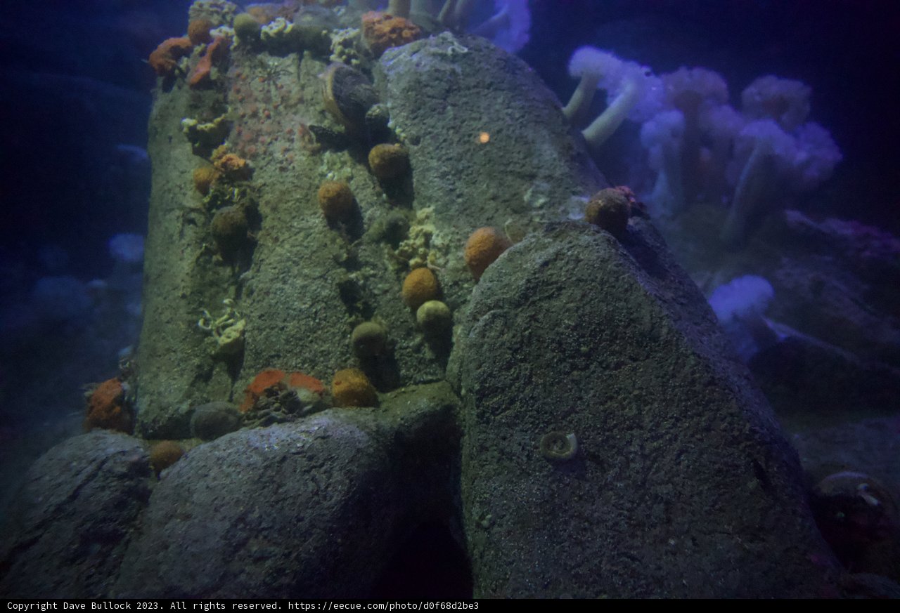 Underwater Treasure at Monterey Bay, 2023