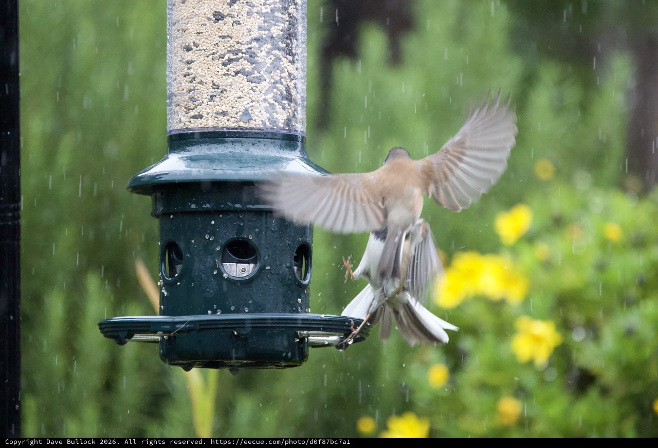 Birds Compete at Feeder in Rainstorm