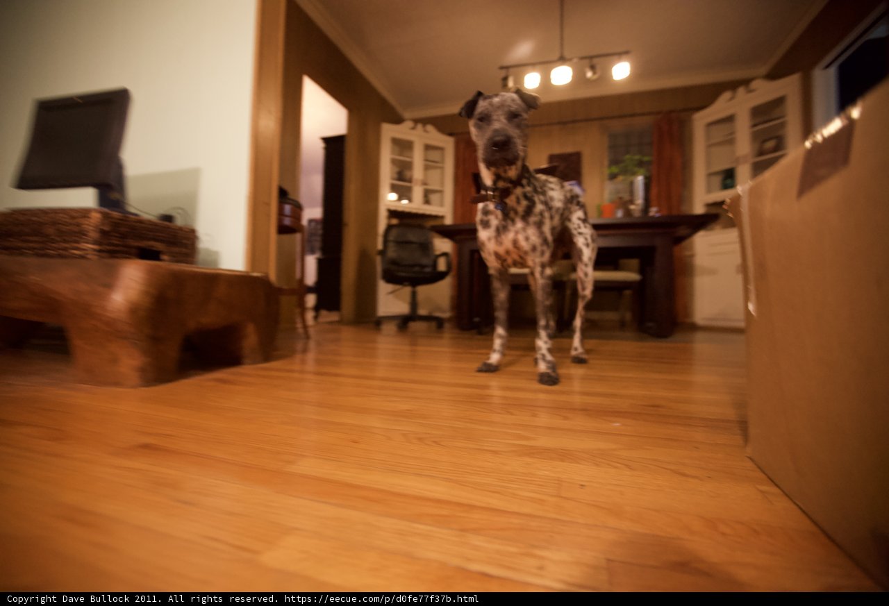 Living Room Pup