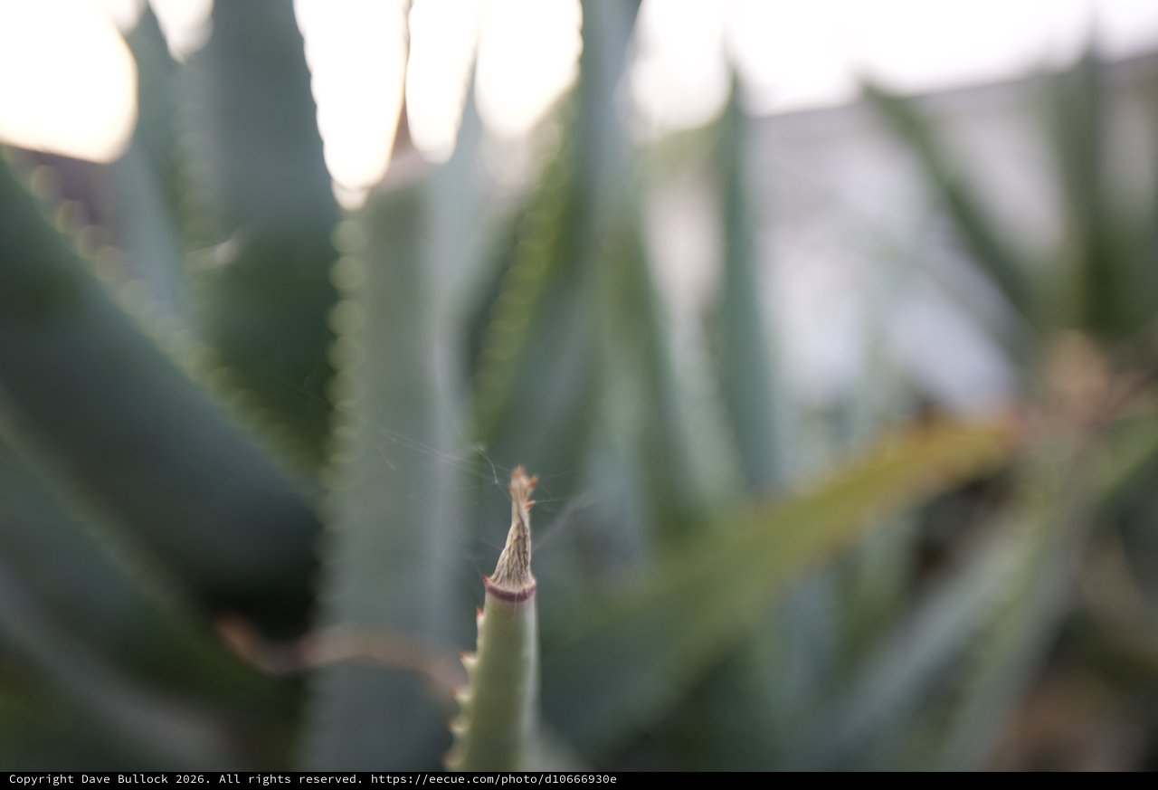 Delicate Succulent Spine in Sharp Focus