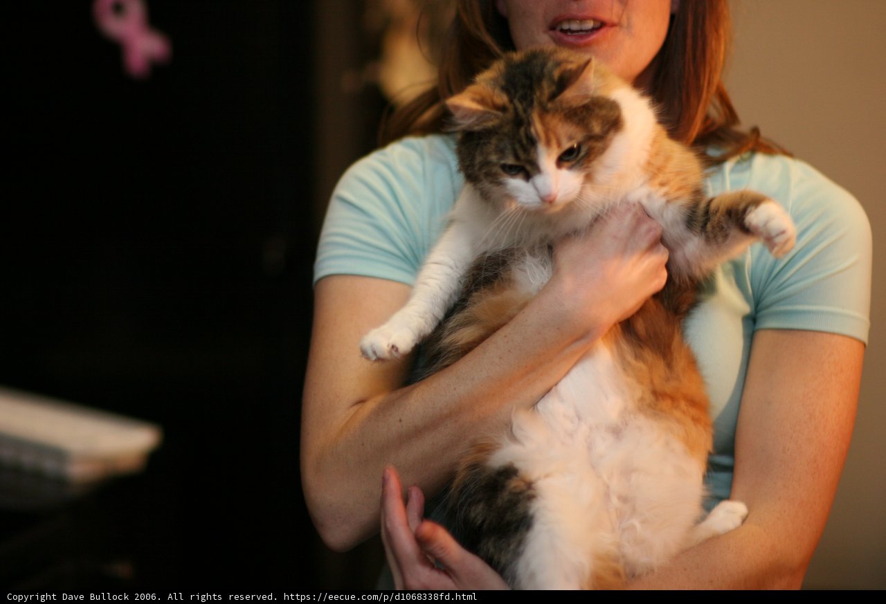 Woman Cuddles with her Adorable Kitten