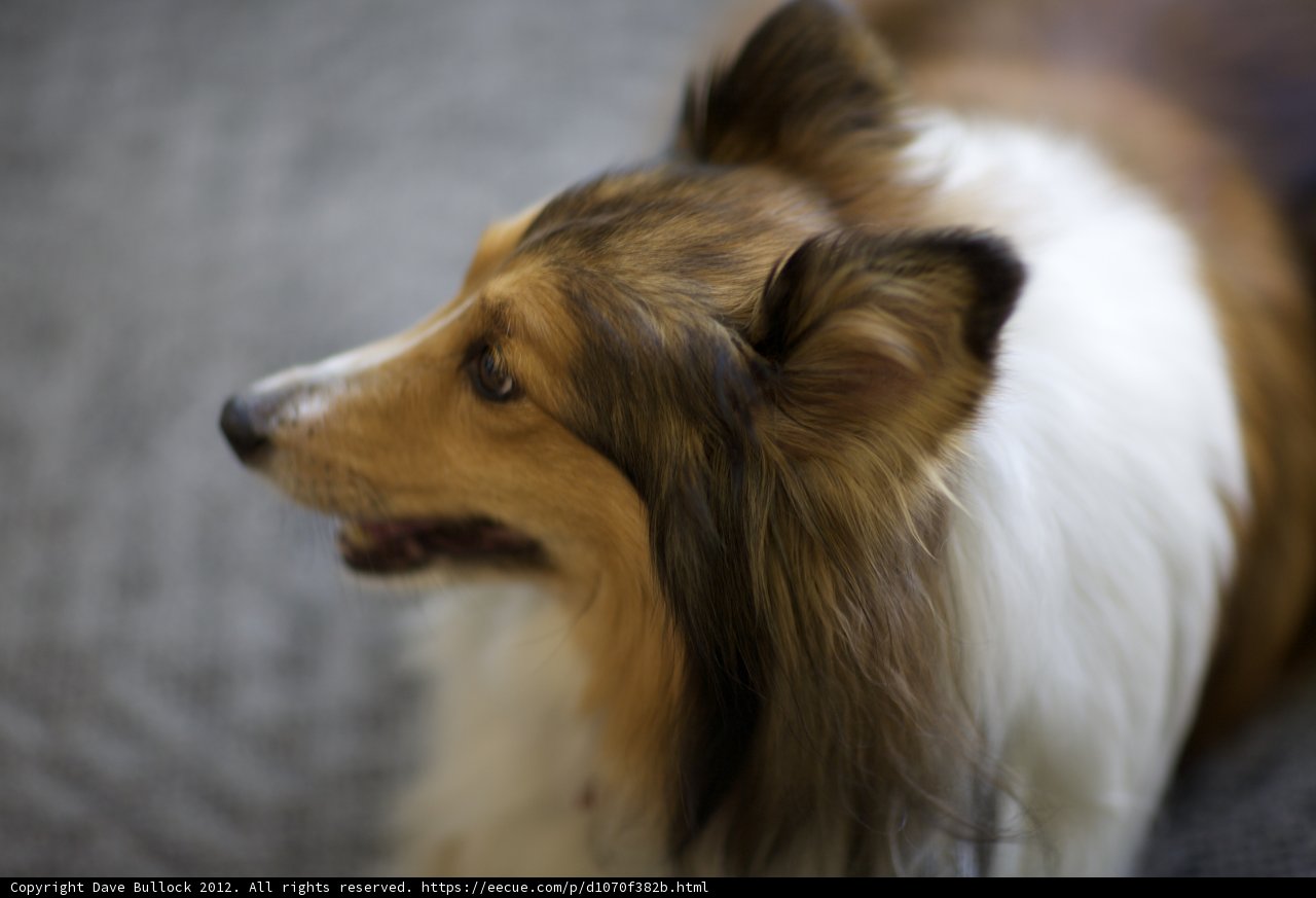Majestic Collie