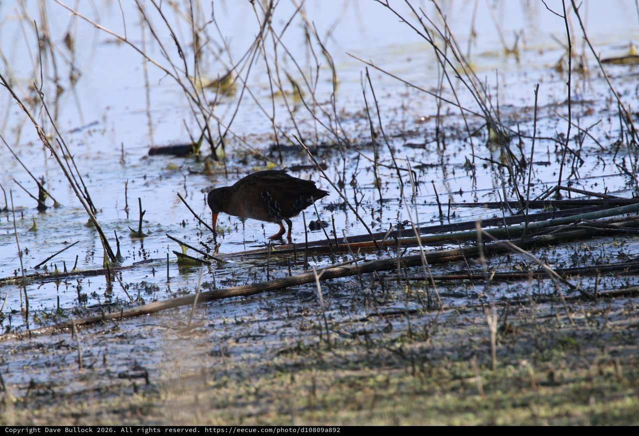 Virginia Rail Foraging in Wetland Marsh Habitat