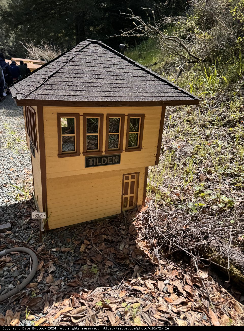 Miniature Marvel in the Woods