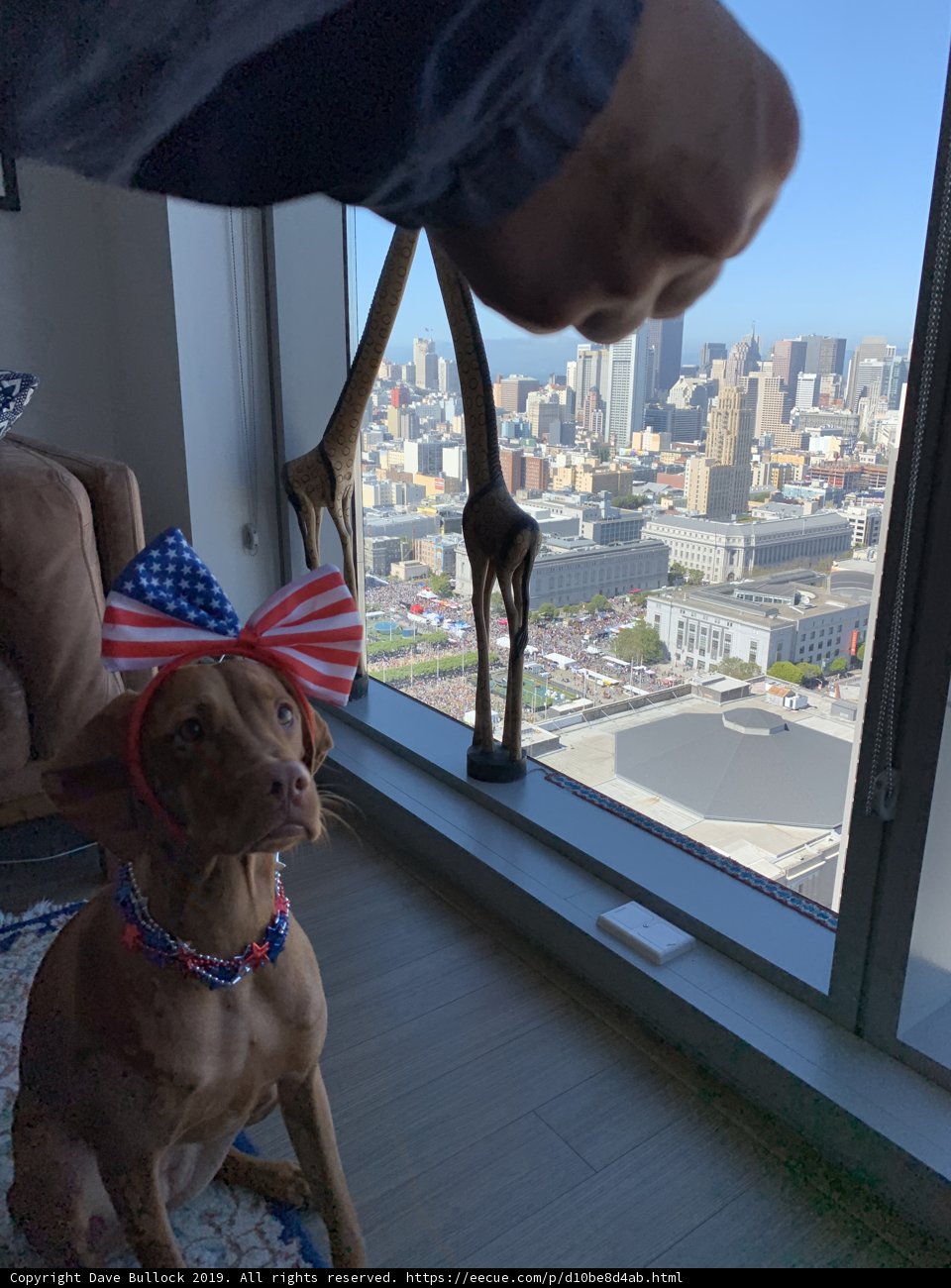 Patriotic Pup