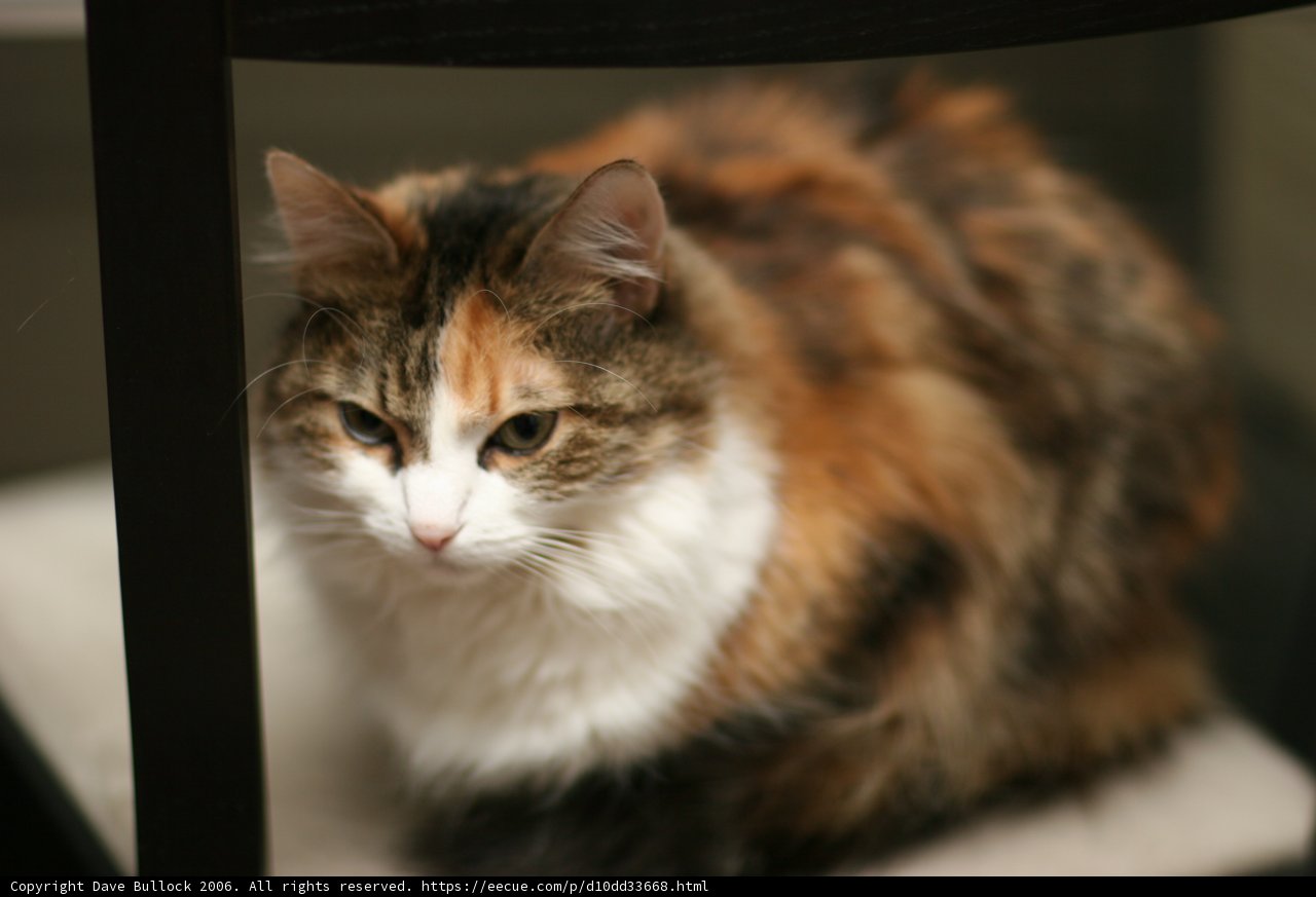 Calico Cat lounging on a Chair