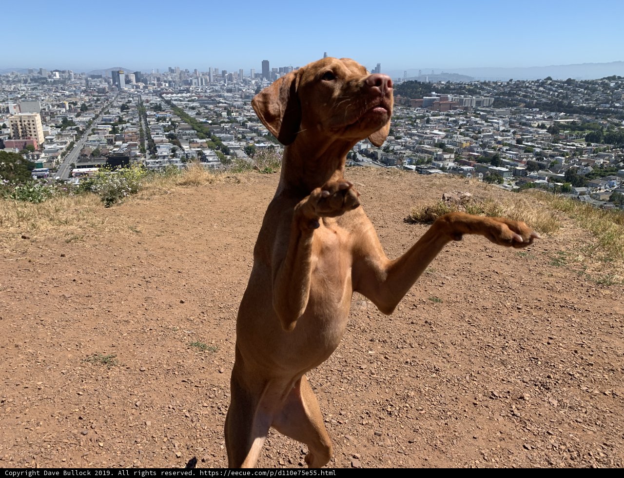 Canine in the City
