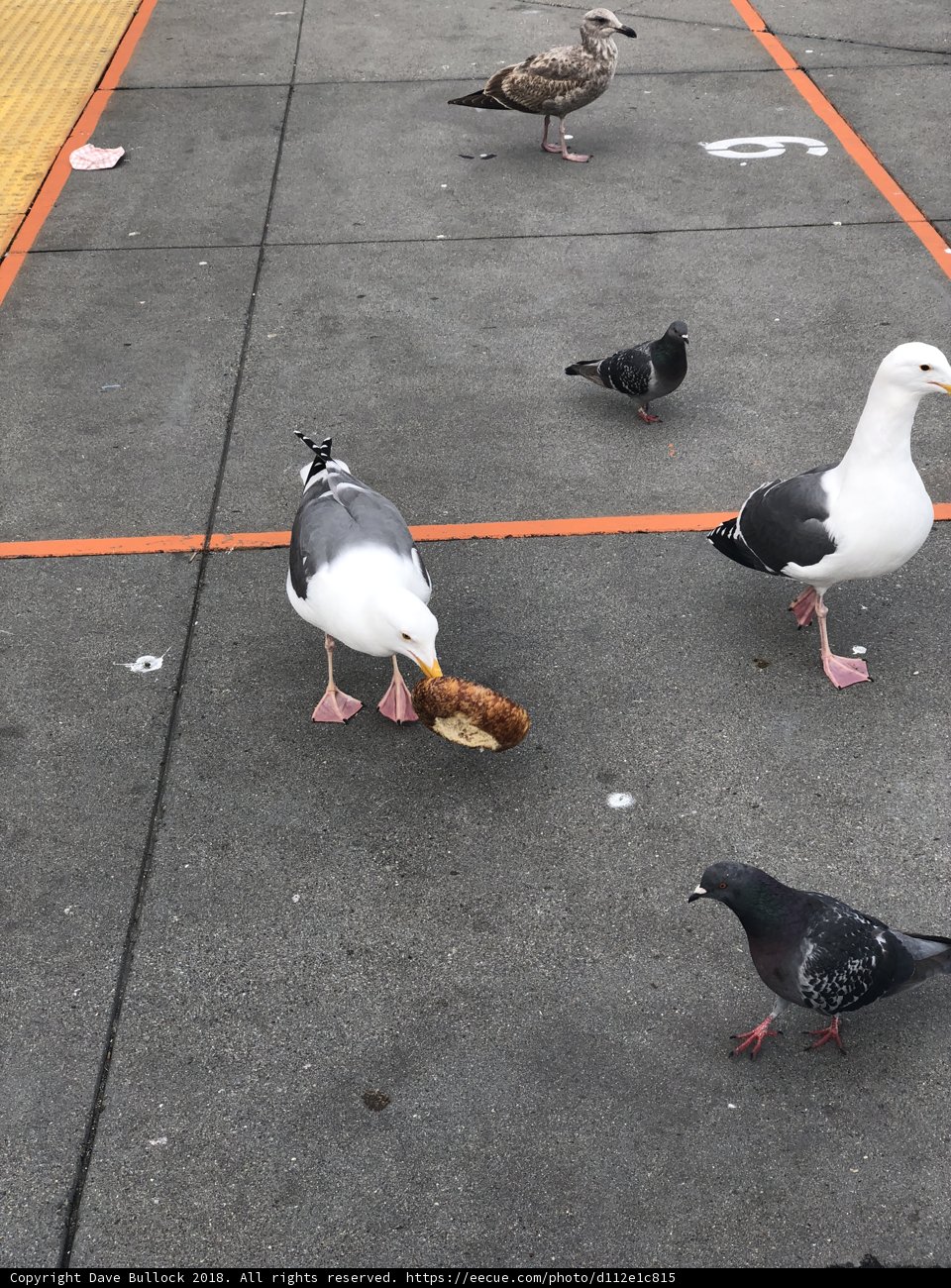 Feathered Feast