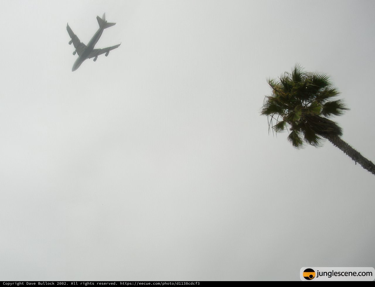Airlinersoaring over a Palm Tree in the Fog