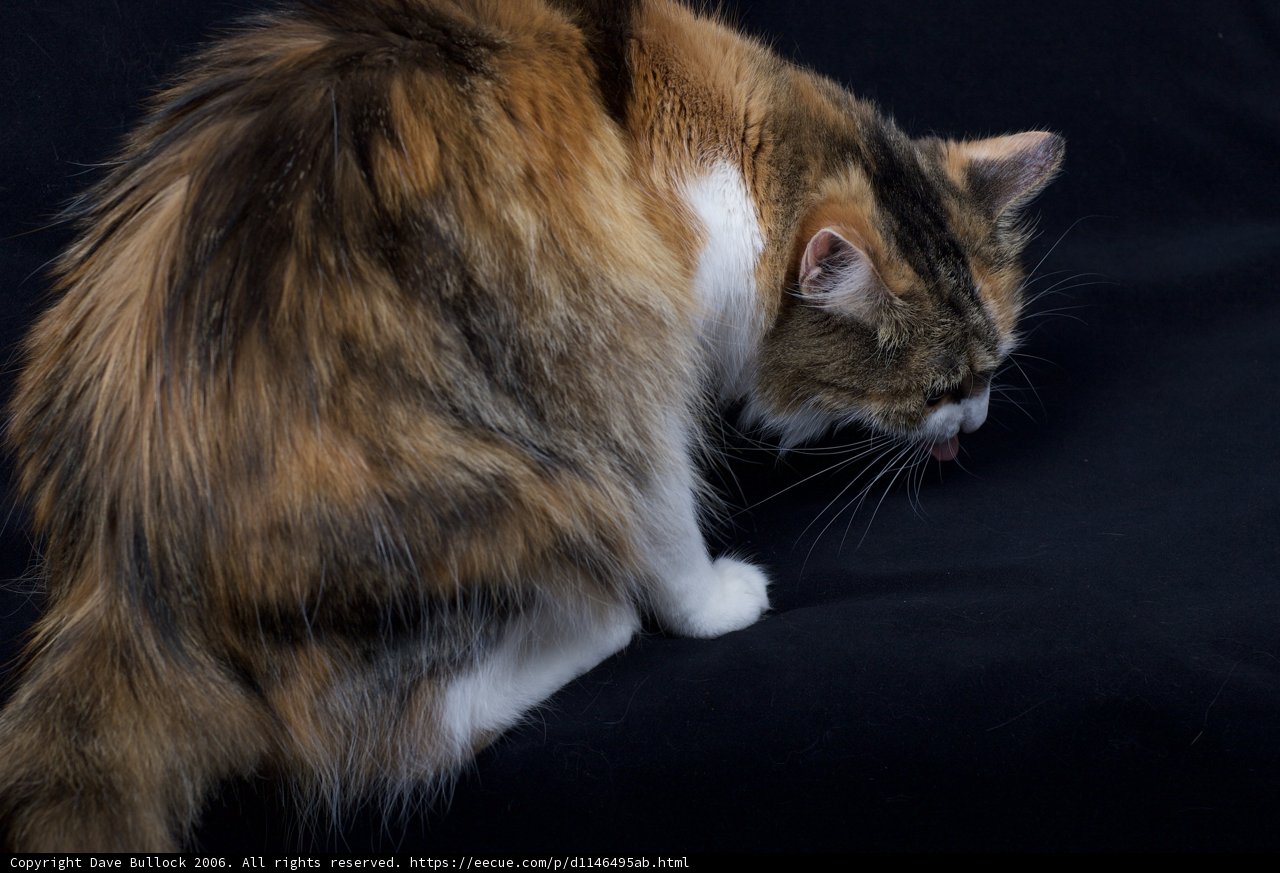 Regal Calico Cat in Focus