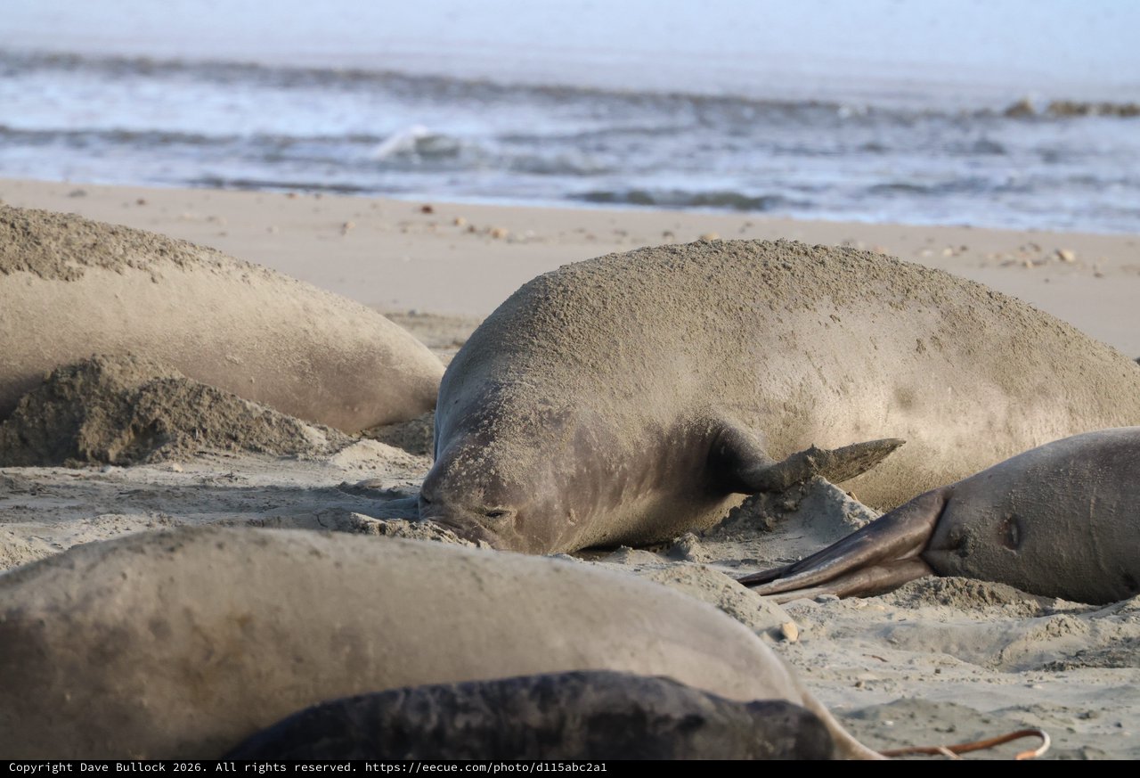 Elephant Seals Resting on Sandy Beach at Drakes Beach