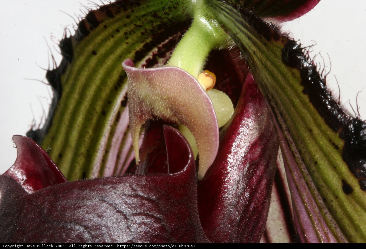 Up Close with a Gorgeous Flower