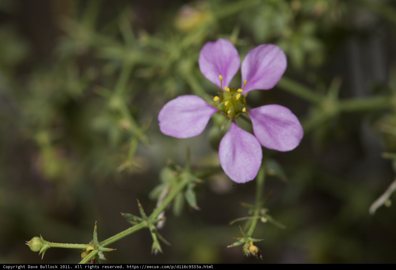 Geranium Plant with Purple Flowers