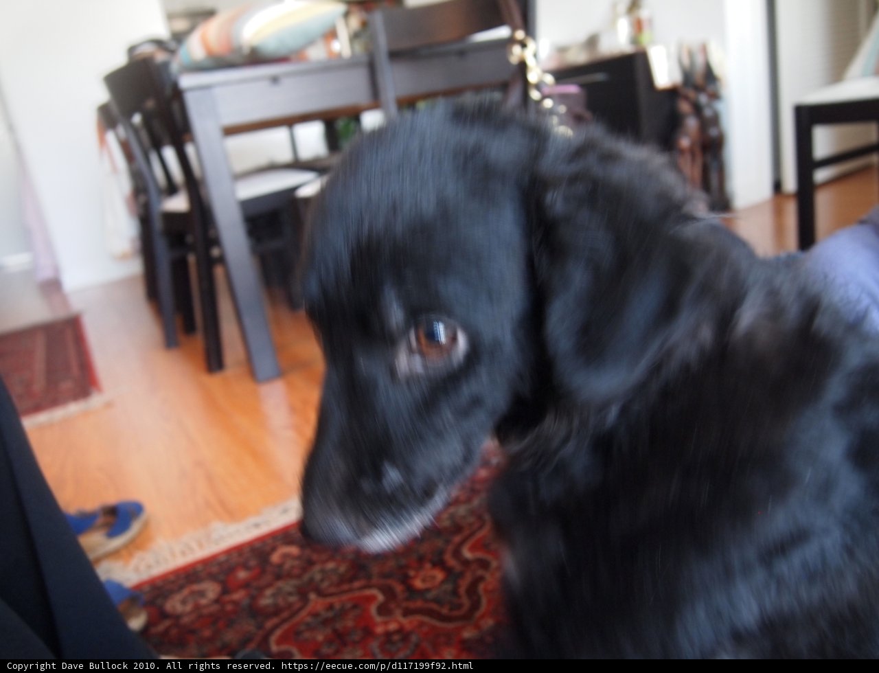 The Curious Labrador Retriever