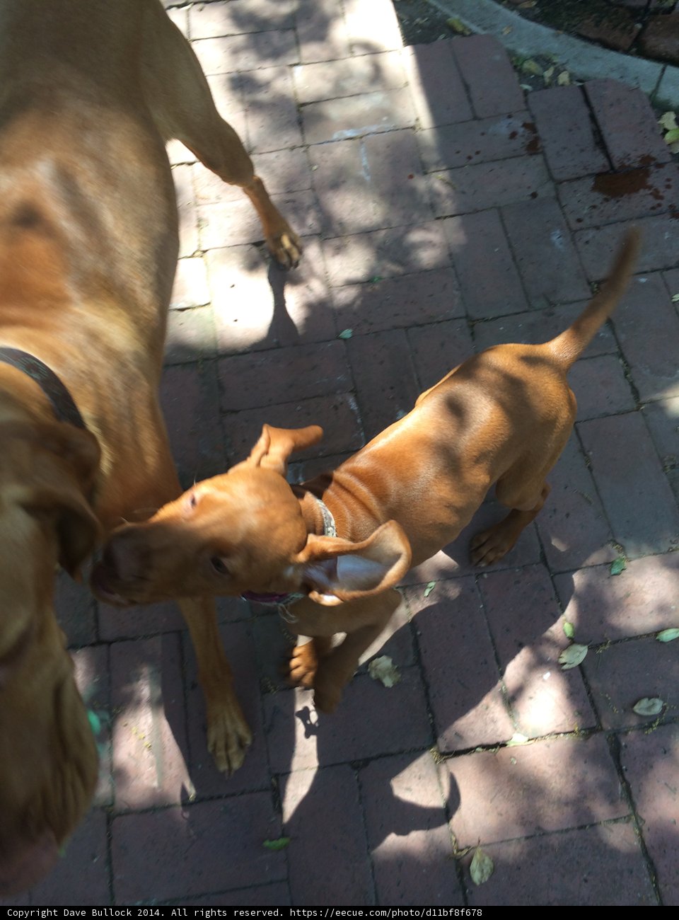 Playtime at the Brick Walkway
