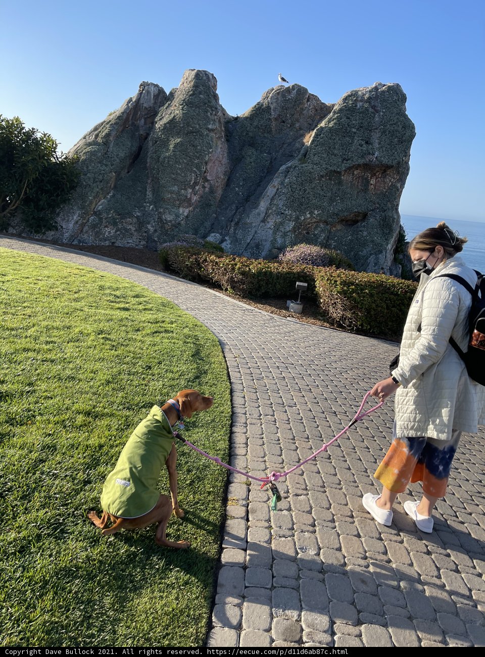 A Morning Stroll by the Cliff