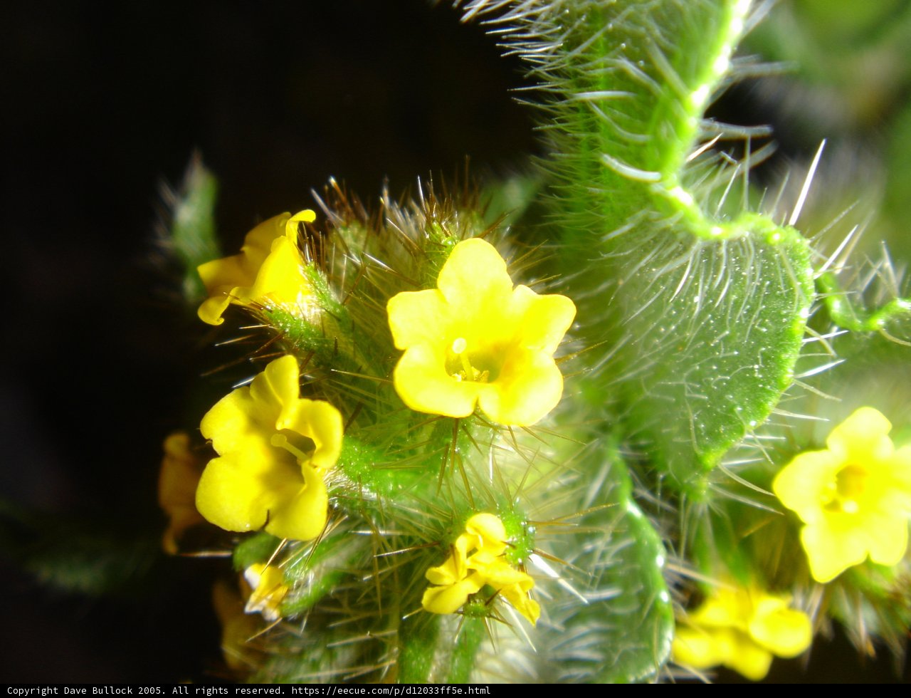 Bright Yellow Blossoms