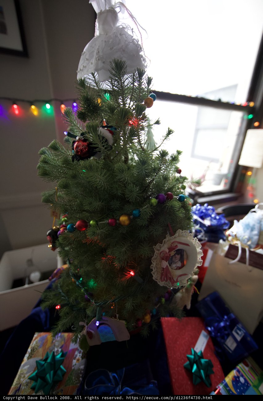 Festive Fir