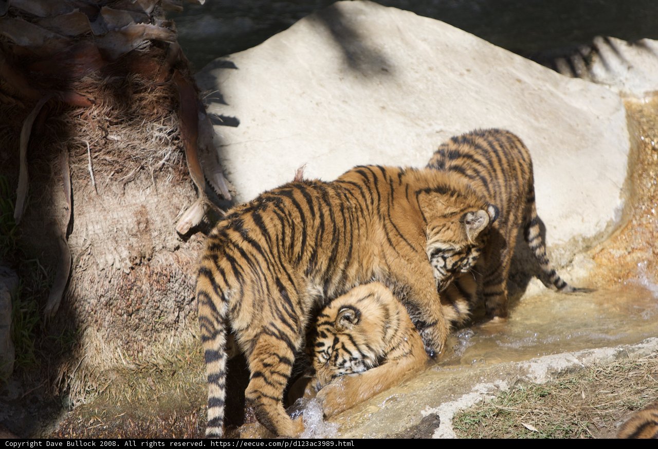 Splish, Splash! Two Tigers Having a Blast