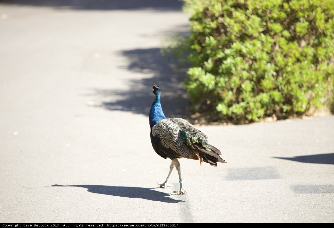 Majestic Stroll at the SF Zoo