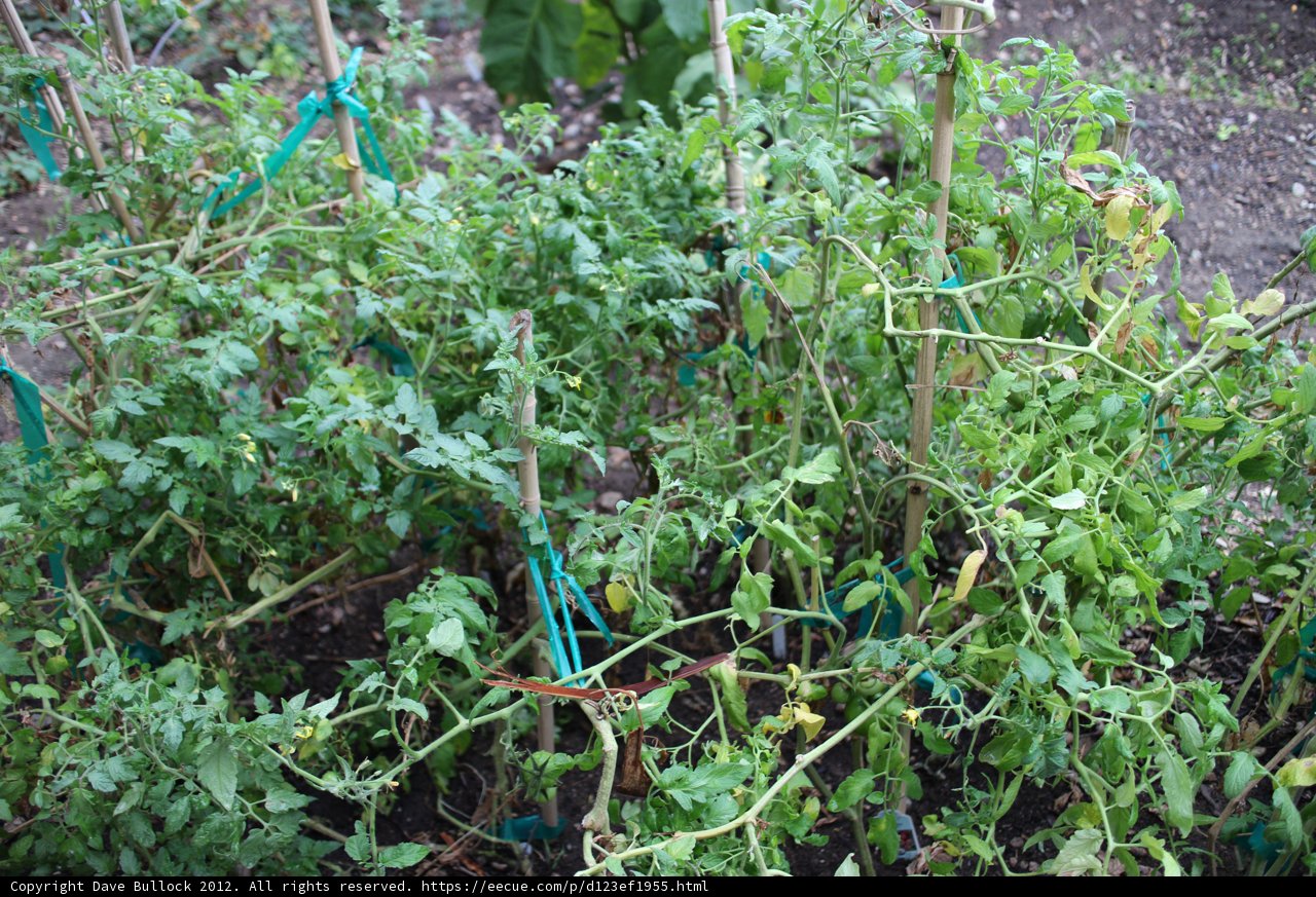Herb Garden Glory