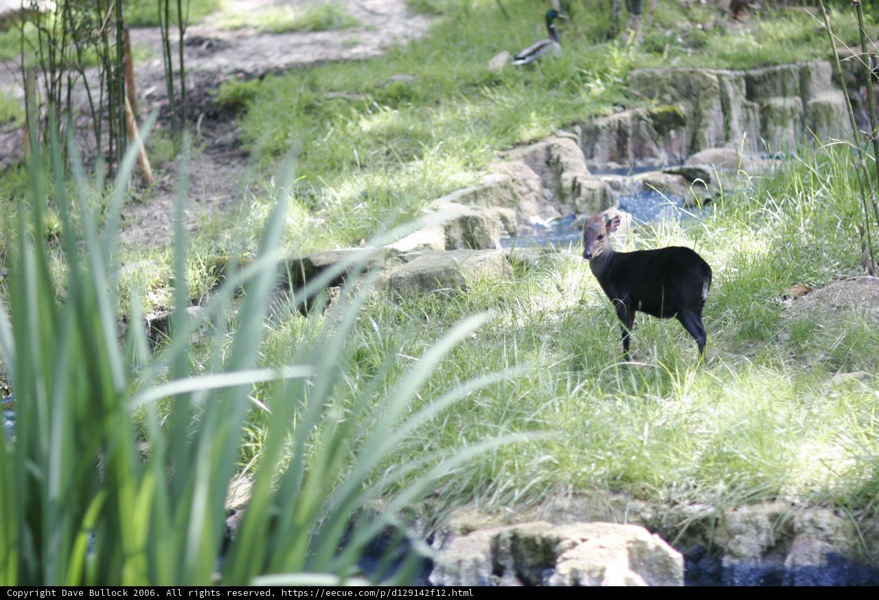 Black Goat in the Grass