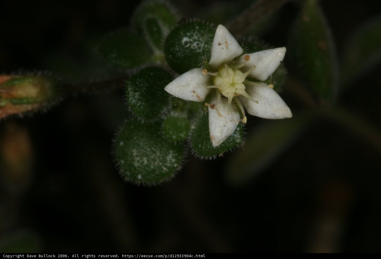 White Geranium Flower