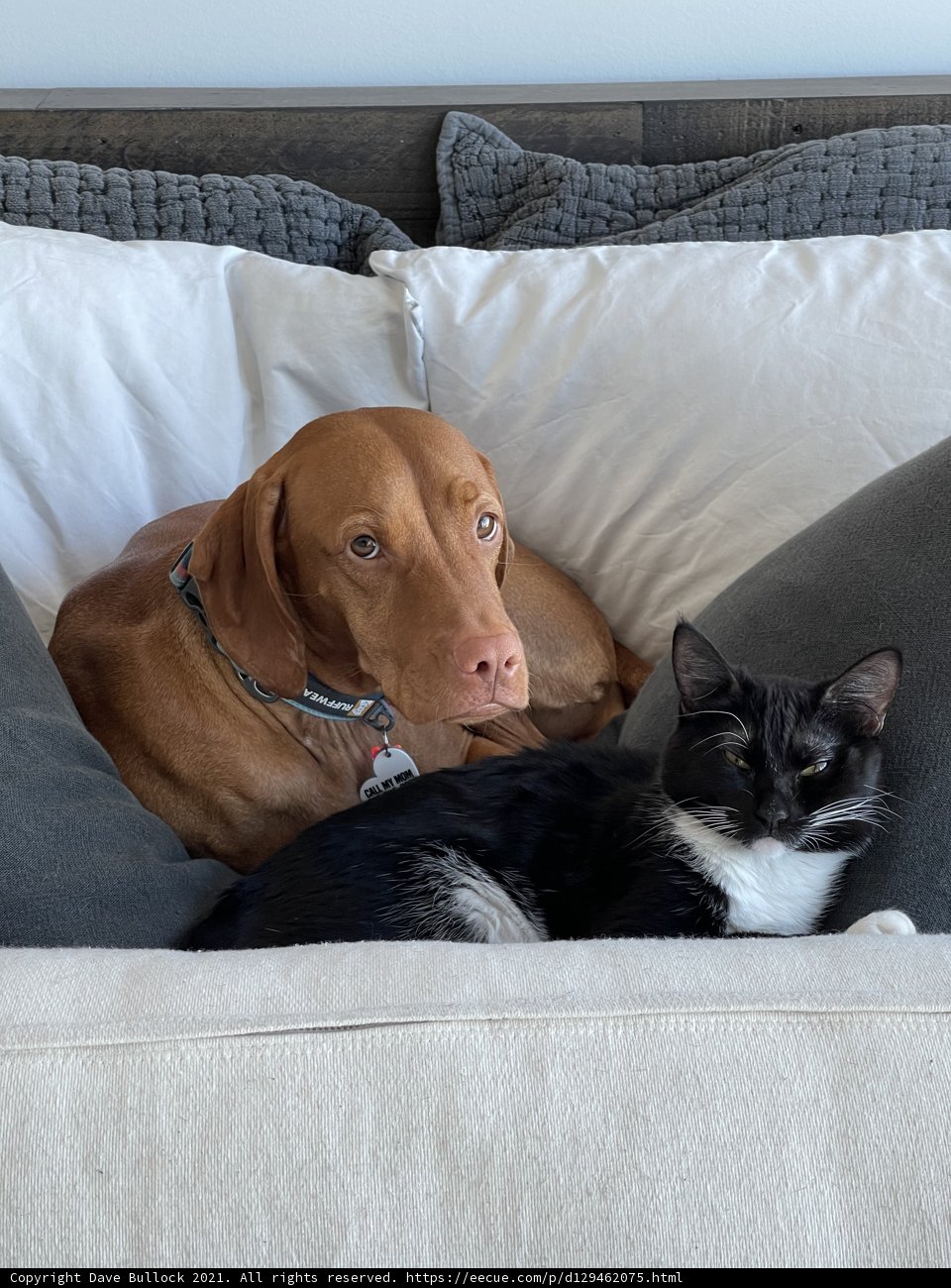 A Cozy Duo on a Couch