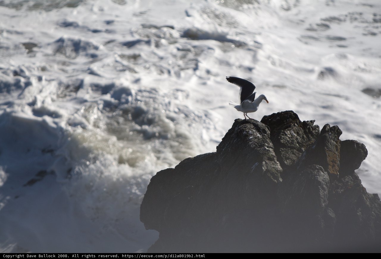 Seagull perched on a frozen promontory