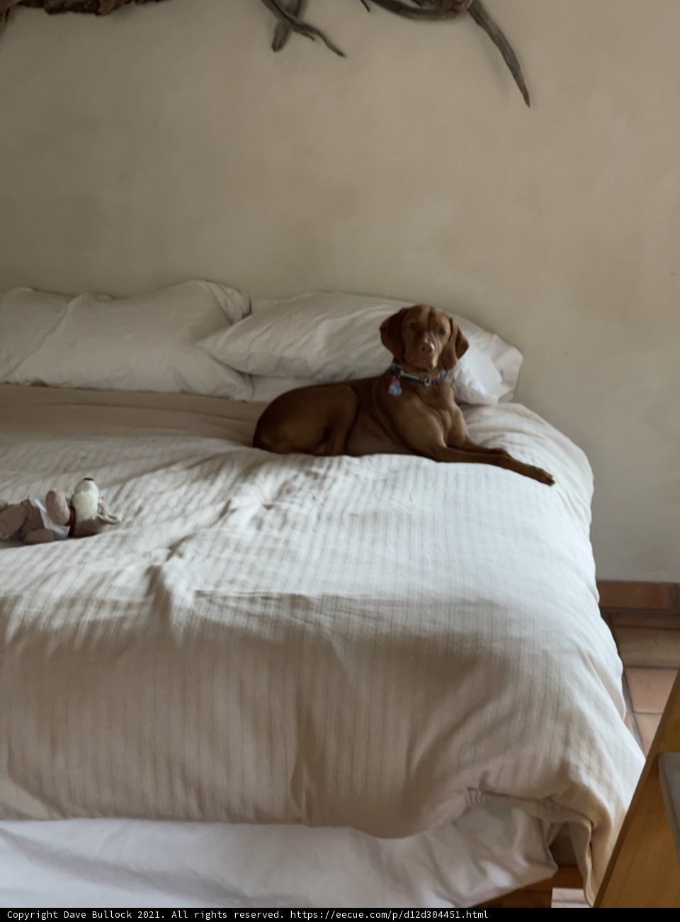 A Pup's Paradise