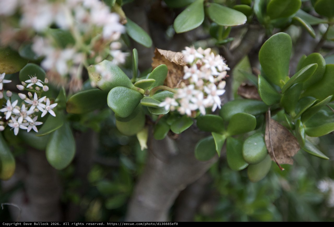 Jade Plant Blooming with Delicate White Flowers