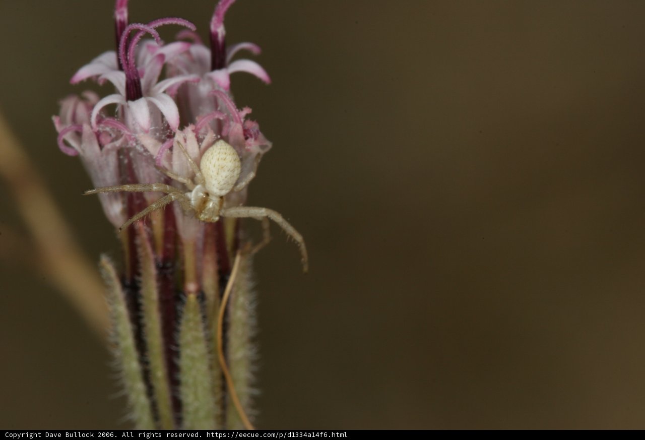Garden Spider Enjoying Desert Flower