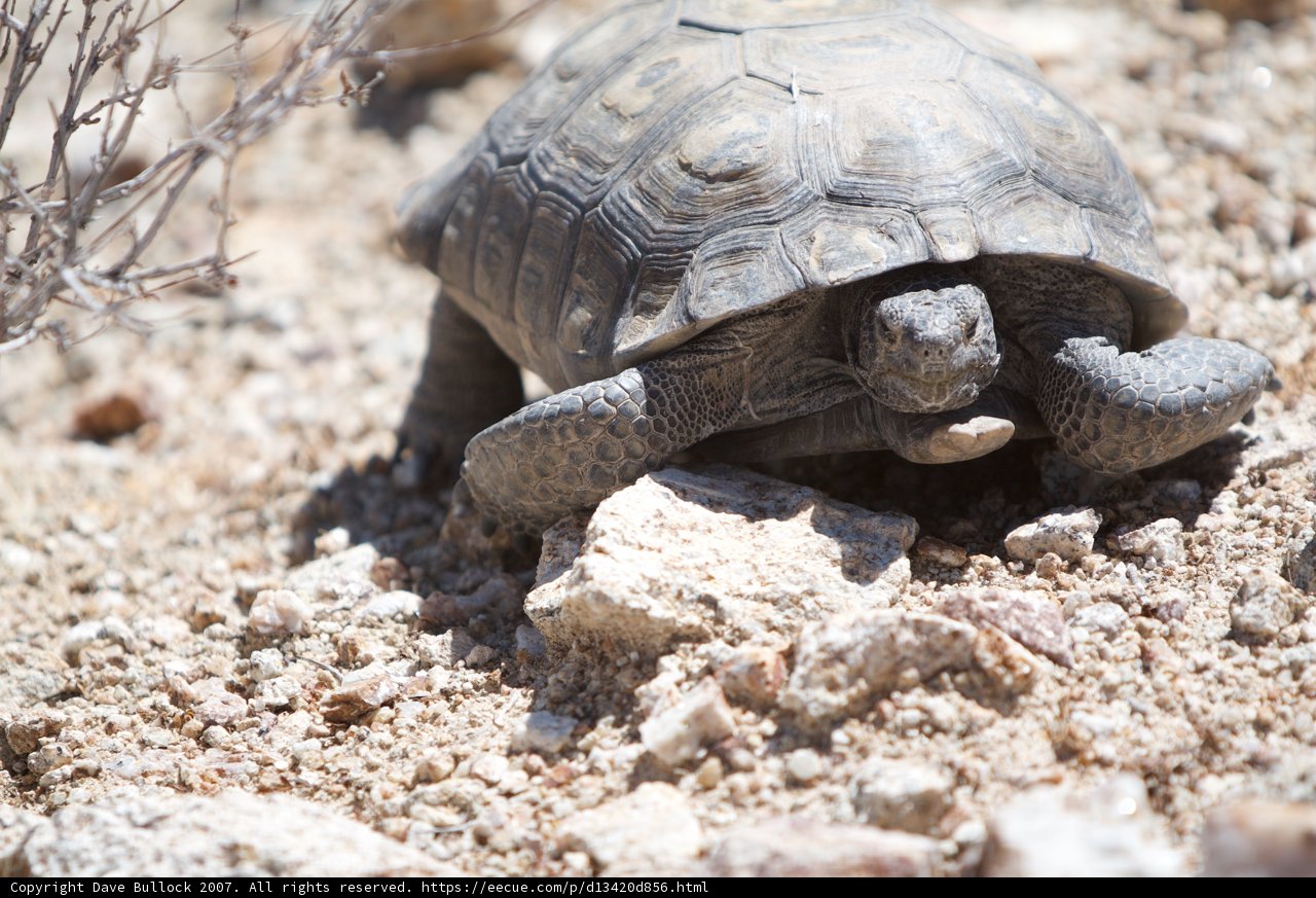Slow and Steady in the Desert