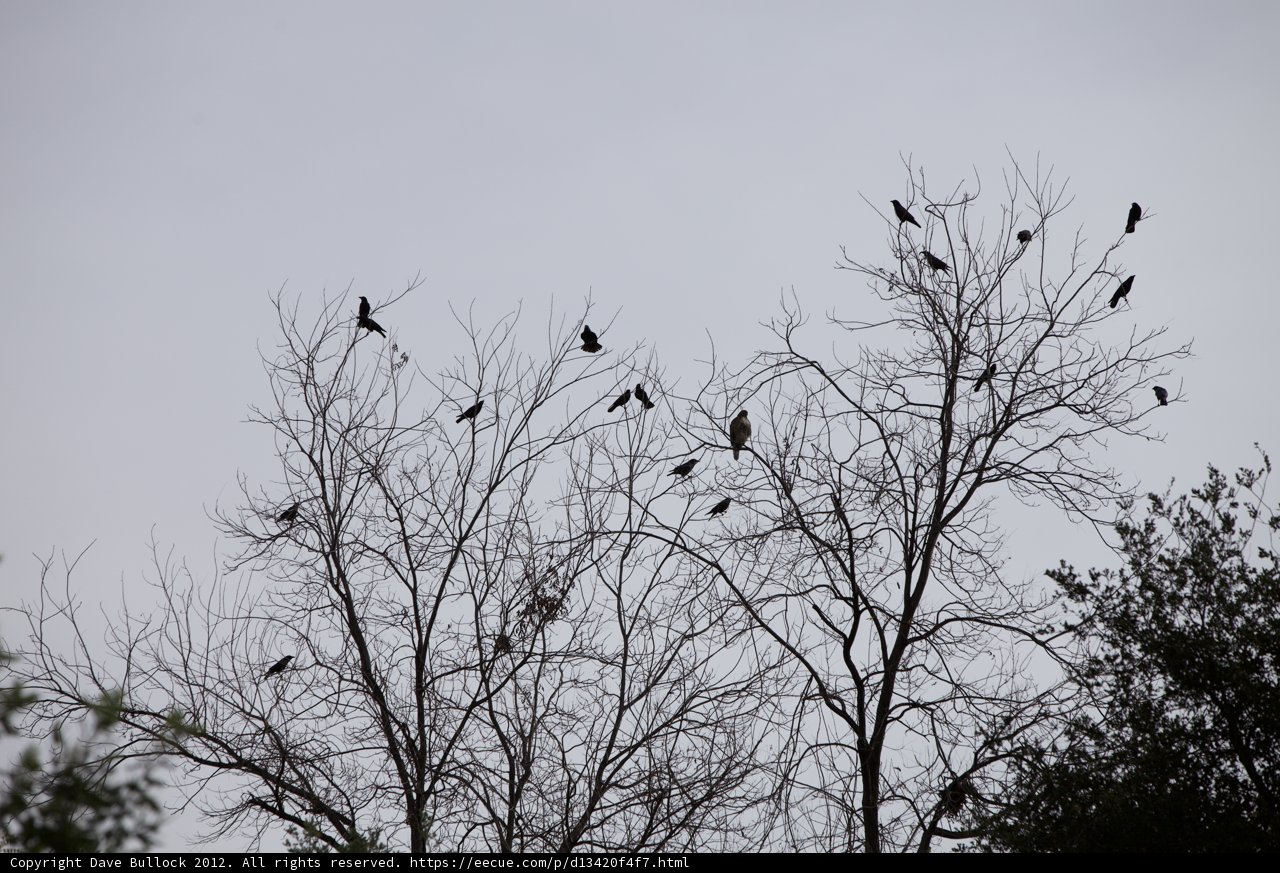 Flock of Blackbirds perched on Bare Trees