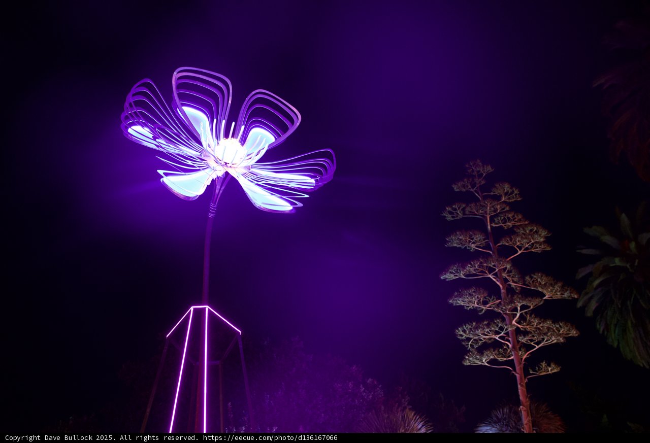 Enchanted Luminescence