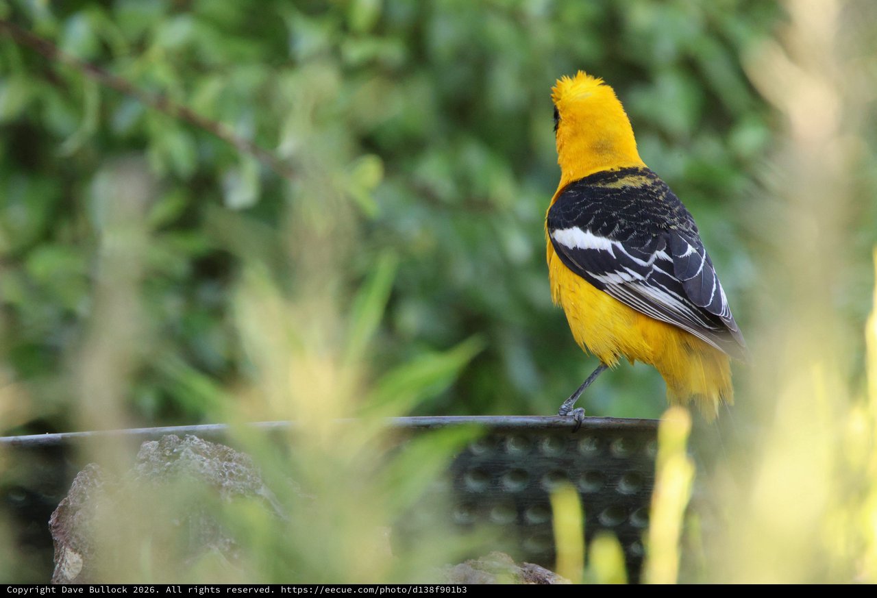 Hooded Oriole Perched on Wire with Black and Gold Plumage