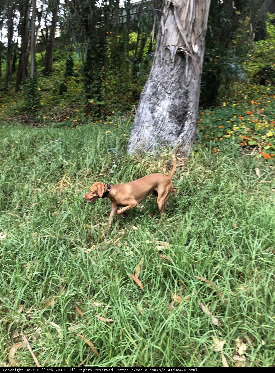 Running Wild in Pine Lake Park